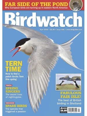 Birdwatch UK – 04.2026