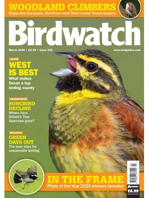 Birdwatch UK – 03.2026