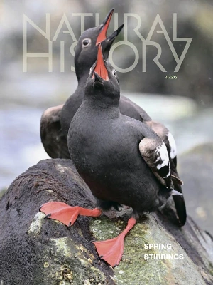 Natural History – 04.2026