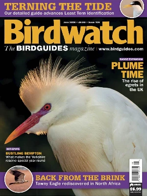 Birdwatch UK – 06.2026