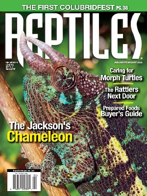 Reptiles – 01-02.2025