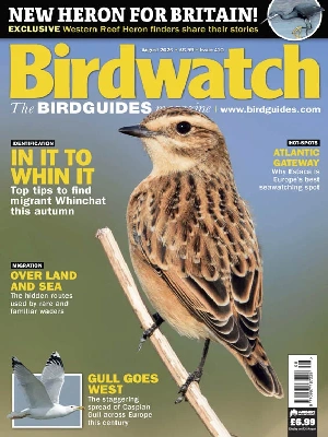 Birdwatch UK – 08.2026