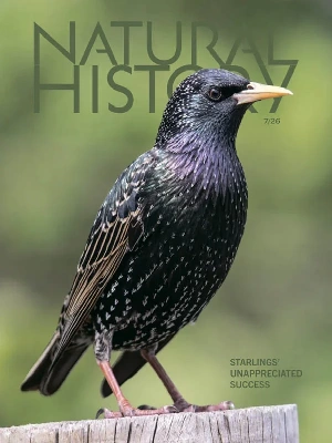 Natural History – 07.2026