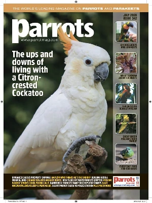 Parrots – 07.2026