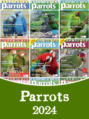 Parrots – 2024 Full Year