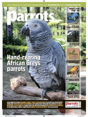 Parrots – 08.2026